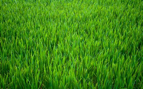 grass background images|More.